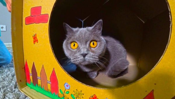 Тики Таки Кидс — КАК СДЕЛАТЬ КРАСИВЫМ Домик для кошки?