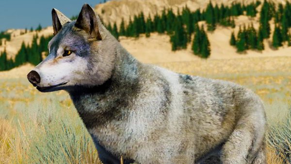 Пурумчата — Сим Волков #1 Кид в новом симуляторе Wolf Quest. Питомец Альфа на пурумчата