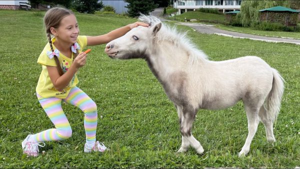 София на ферме кормит лошадей и маленьких пони