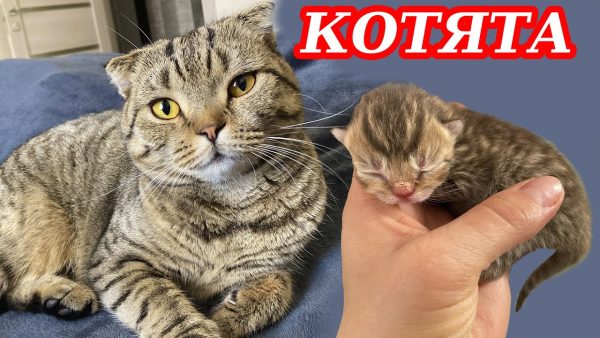 Кошка Лола Родила Котят | Успешный День С Ярославой — Tiki Taki Kids