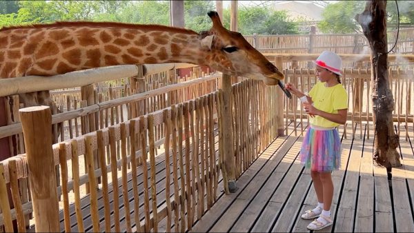 София изучает животных и кормит Жирафов | Sofia studies animals and feeds Giraffes